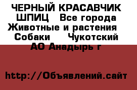 ЧЕРНЫЙ КРАСАВЧИК ШПИЦ - Все города Животные и растения » Собаки   . Чукотский АО,Анадырь г.